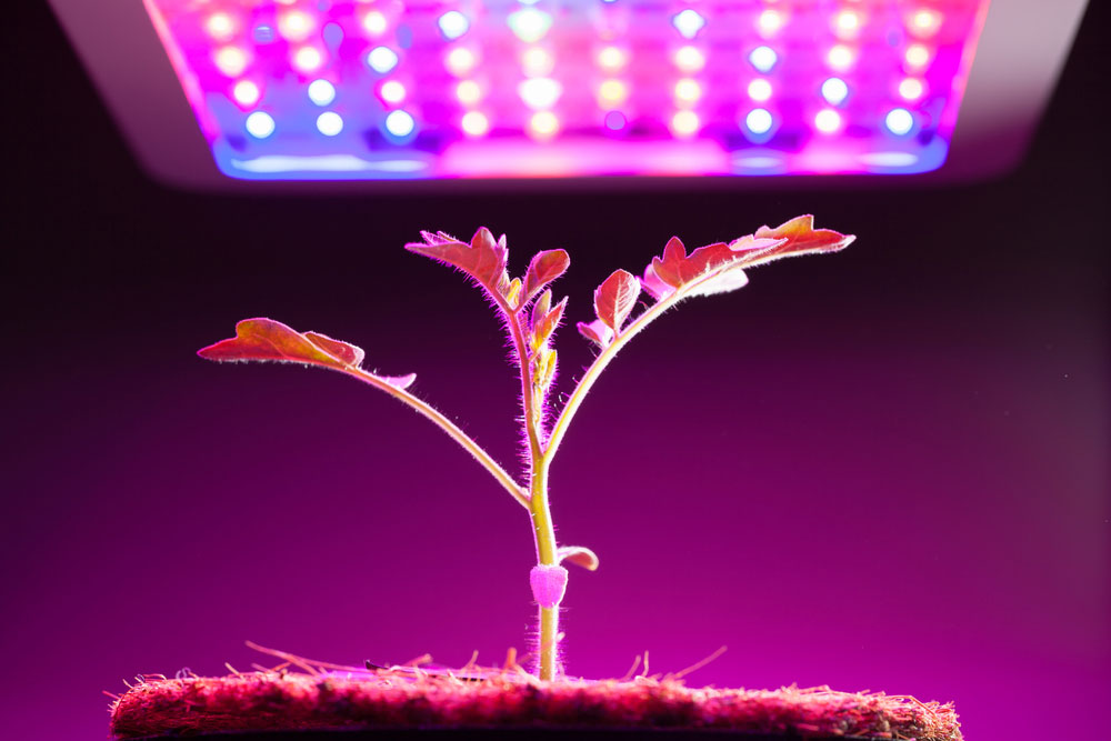 Grow LED