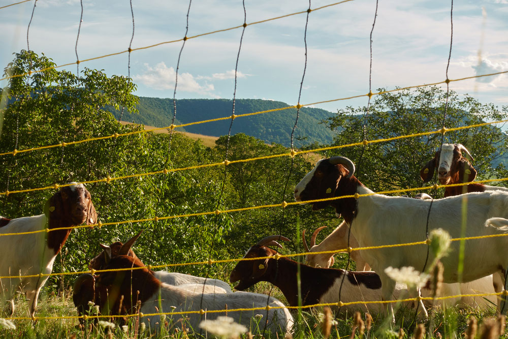 goats behind an electrically charged fence