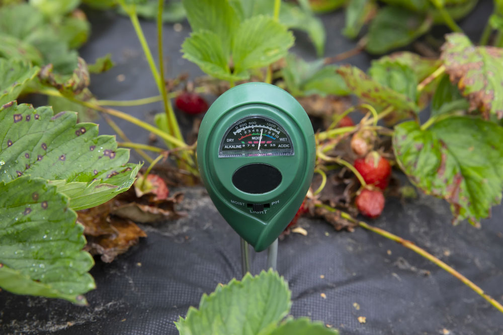 Soil moisture sensor placed in the field