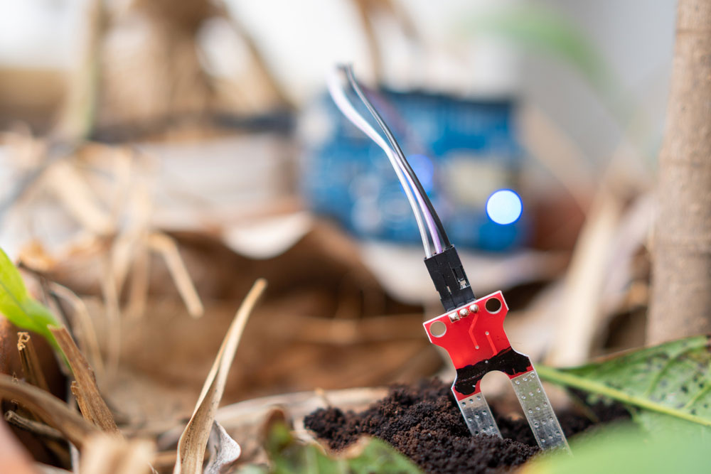 A soil hygrometer sensor inserted at the right depth