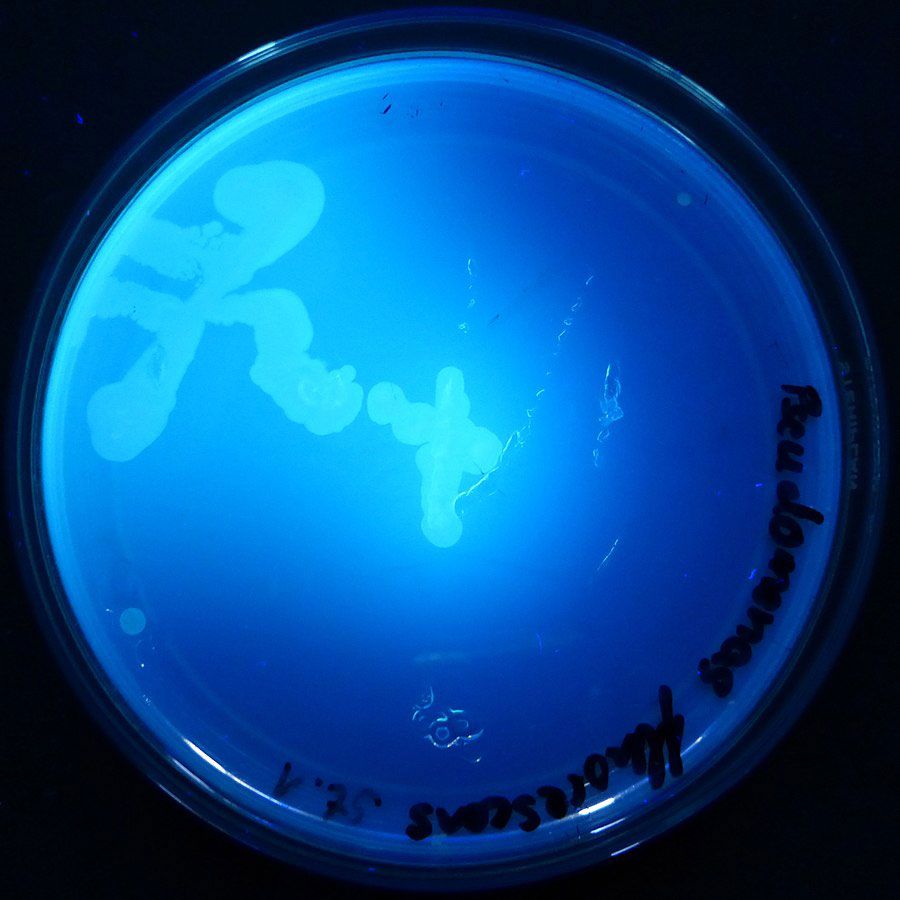 A petri dish using fluorescent light