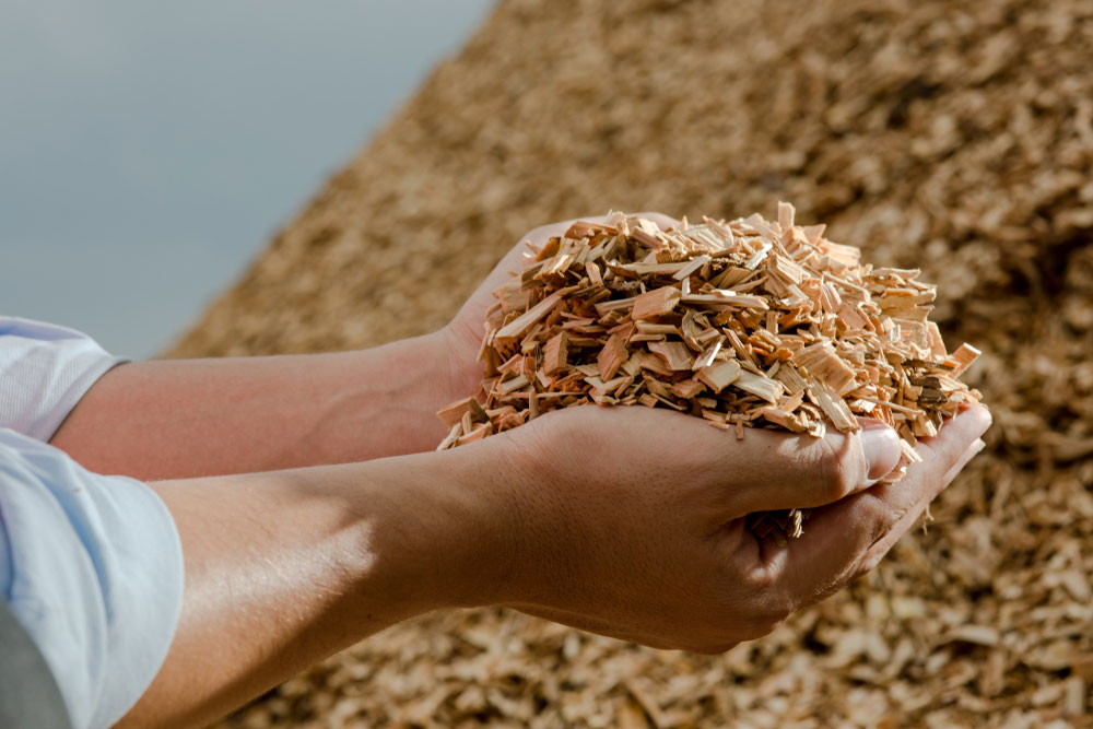 Wood chips for use as fuel