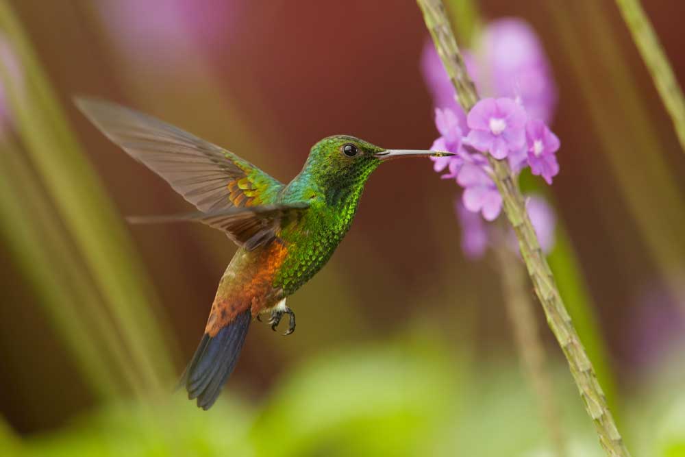 A close-up shot of a shining green Caribbean hummingbird sucking nectar from a flower